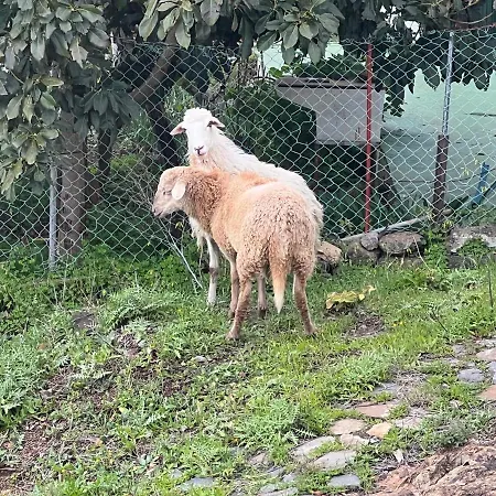 Fincasol 펜션 San Sebastián de la Gomera