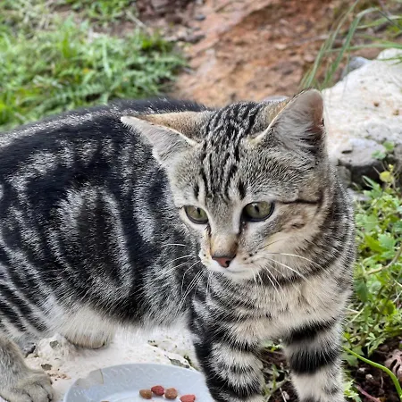 Fincasol 度假居 *